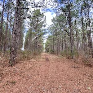 Photo #69 of 90000 Sheppard Mill Rd, Greenville, NC 254.0 acres