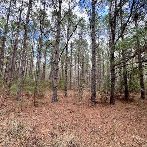 Photo #74 of 90000 Sheppard Mill Rd, Greenville, NC 254.0 acres