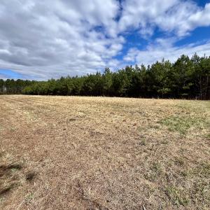 Photo #76 of 90000 Sheppard Mill Rd, Greenville, NC 254.0 acres