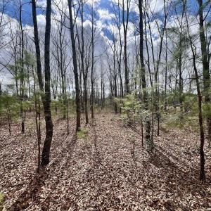 Photo #78 of 90000 Sheppard Mill Rd, Greenville, NC 254.0 acres