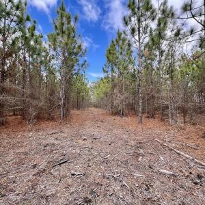 Photo #80 of 90000 Sheppard Mill Rd, Greenville, NC 254.0 acres