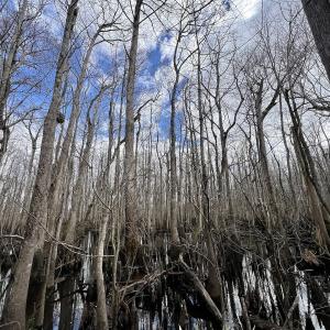 Photo #82 of 90000 Sheppard Mill Rd, Greenville, NC 254.0 acres