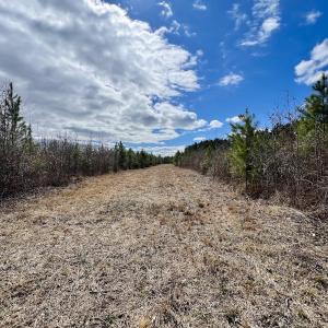 Photo #86 of 90000 Sheppard Mill Rd, Greenville, NC 254.0 acres