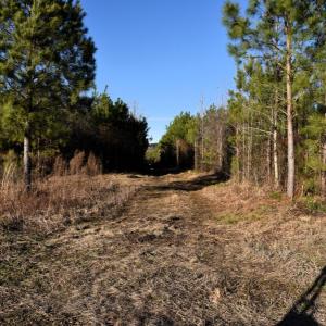 Photo #4 of 973 Mosely Road, Walstonburg, NC 204.2 acres