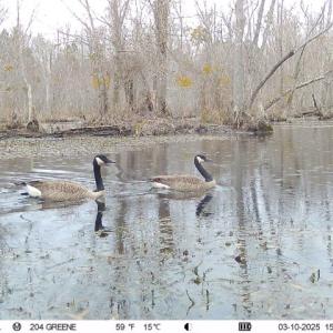 Photo #7 of 973 Mosely Road, Walstonburg, NC 204.2 acres