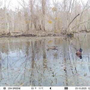 Photo #9 of 973 Mosely Road, Walstonburg, NC 204.2 acres