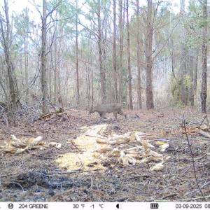 Photo #12 of 973 Mosely Road, Walstonburg, NC 204.2 acres