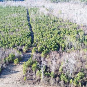 Photo #15 of 973 Mosely Road, Walstonburg, NC 204.2 acres