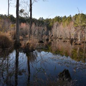 Photo #16 of 973 Mosely Road, Walstonburg, NC 204.2 acres