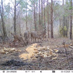 Photo #17 of 973 Mosely Road, Walstonburg, NC 204.2 acres