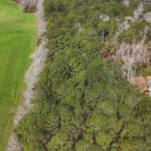 Photo #20 of 803 Sailhaven Drive, Oriental, NC 0.9 acres