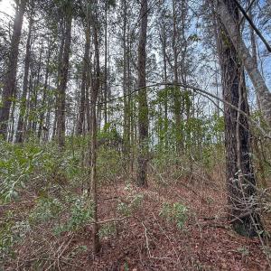 Photo #32 of 803 Sailhaven Drive, Oriental, NC 0.9 acres