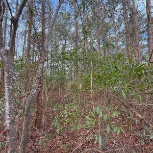 Photo #33 of 803 Sailhaven Drive, Oriental, NC 0.9 acres