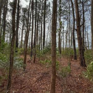 Photo #34 of 803 Sailhaven Drive, Oriental, NC 0.9 acres