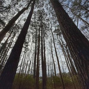 Photo #38 of 803 Sailhaven Drive, Oriental, NC 0.9 acres