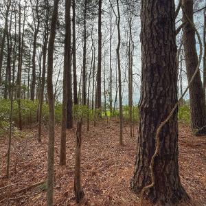 Photo #39 of 803 Sailhaven Drive, Oriental, NC 0.9 acres