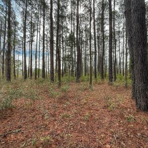 Photo #41 of 803 Sailhaven Drive, Oriental, NC 0.9 acres