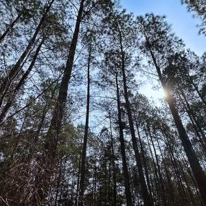 Photo #4 of Off Quarry Rd Skippers VA, Emporia, VA 8.8 acres