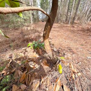 Photo #6 of Off Quarry Rd Skippers VA, Emporia, VA 8.8 acres