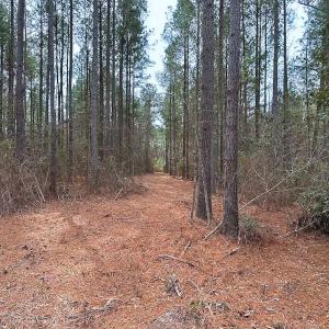 Photo #7 of Off Quarry Rd Skippers VA, Emporia, VA 8.8 acres