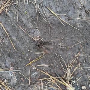 Photo #10 of Off Quarry Rd Skippers VA, Emporia, VA 8.8 acres