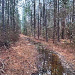 Photo #13 of Off Quarry Rd Skippers VA, Emporia, VA 8.8 acres