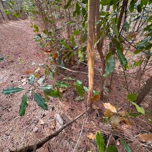 Photo #15 of Off Quarry Rd Skippers VA, Emporia, VA 8.8 acres