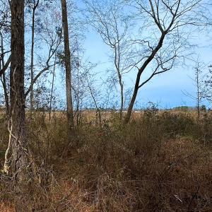 Photo #16 of Off Quarry Rd Skippers VA, Emporia, VA 8.8 acres