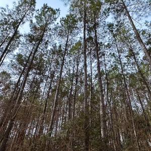 Photo #18 of Off Quarry Rd Skippers VA, Emporia, VA 8.8 acres