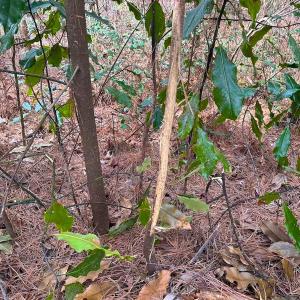 Photo #21 of Off Quarry Rd Skippers VA, Emporia, VA 8.8 acres