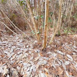 Photo #25 of Off Quarry Rd Skippers VA, Emporia, VA 8.8 acres
