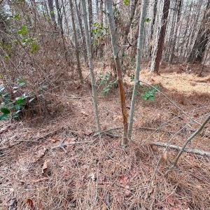 Photo #28 of Off Quarry Rd Skippers VA, Emporia, VA 8.8 acres