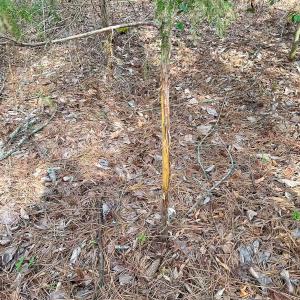 Photo #31 of Off Quarry Rd Skippers VA, Emporia, VA 8.8 acres