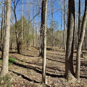 Photo #17 of SOLD property in Off Gene Road, New London, NC 0.9 acres