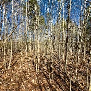 Photo #5 of SOLD property in Off Gene Road, New London, NC 0.9 acres