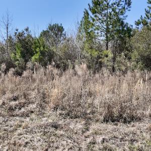 Photo #17 of Off Seven Creeks Hwy, Nakina, NC 9.9 acres