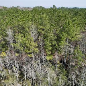 Photo #19 of Off Seven Creeks Hwy, Nakina, NC 9.9 acres