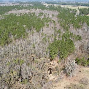 Photo #5 of Off Seven Creeks Hwy, Nakina, NC 9.9 acres