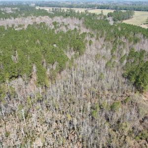 Photo #6 of Off Seven Creeks Hwy, Nakina, NC 9.9 acres