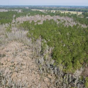 Photo #8 of Off Seven Creeks Hwy, Nakina, NC 9.9 acres
