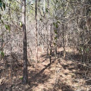 Photo #22 of Off Seven Creeks Hwy, Nakina, NC 9.9 acres