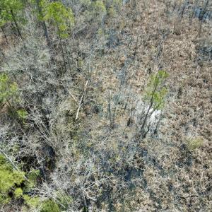 Photo #24 of Off Seven Creeks Hwy, Nakina, NC 9.9 acres