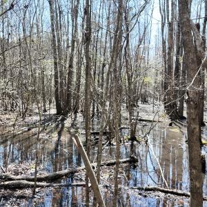 Photo #25 of Off Seven Creeks Hwy, Nakina, NC 9.9 acres