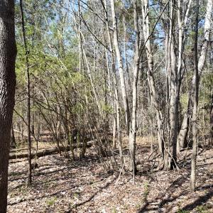 Photo #26 of Off Seven Creeks Hwy, Nakina, NC 9.9 acres