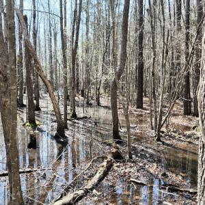 Photo #31 of Off Seven Creeks Hwy, Nakina, NC 9.9 acres