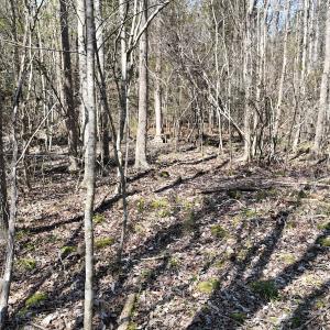 Photo #32 of Off Seven Creeks Hwy, Nakina, NC 9.9 acres
