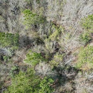 Photo #33 of Off Seven Creeks Hwy, Nakina, NC 9.9 acres