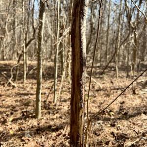 Photo #35 of Off Seven Creeks Hwy, Nakina, NC 9.9 acres