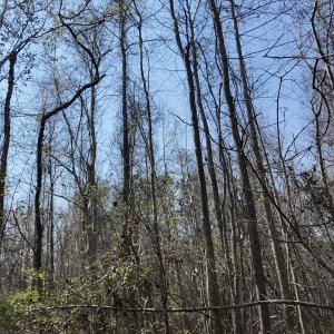 Photo #37 of Off Seven Creeks Hwy, Nakina, NC 9.9 acres