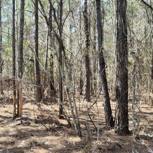 Photo #38 of Off Seven Creeks Hwy, Nakina, NC 9.9 acres